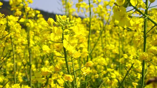 油菜花 蜜蜂采蜜