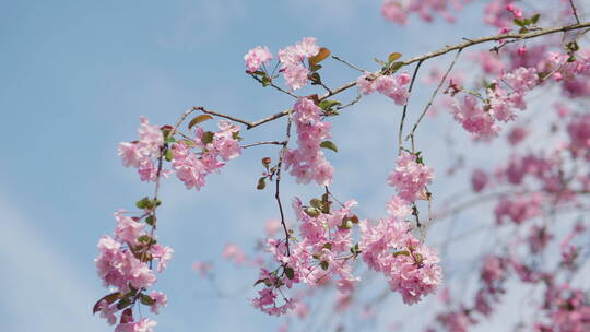 唯美阳光的海棠花