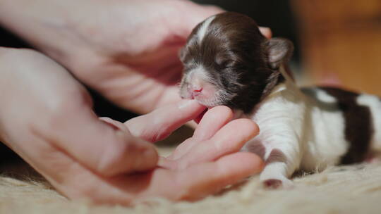 新生的小狗吮吸着手指