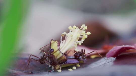 红色蚂蚁在倒下的芙蓉雌蕊周围觅食的时间推视频素材模板下载