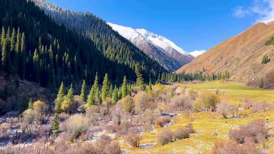 雪山森林风景