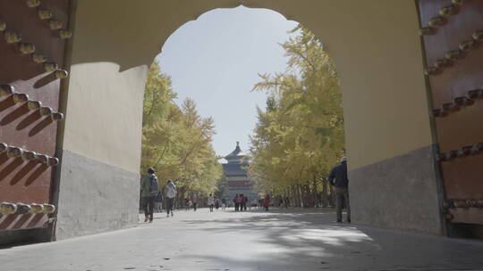 天坛秋天 北京秋天 天坛银杏