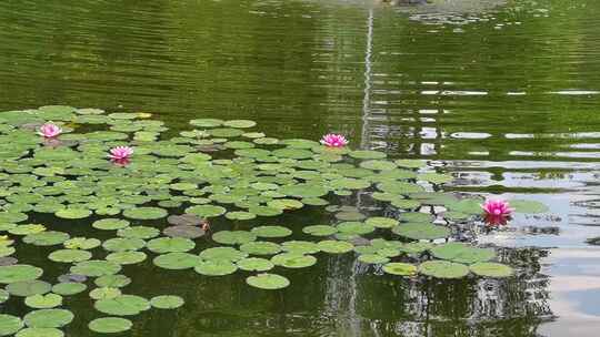 夏天池塘盛开的睡莲花实拍