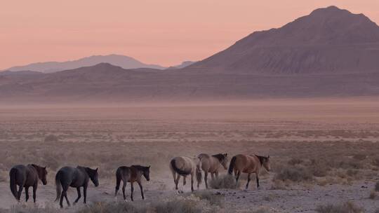 在沙漠行走的马群