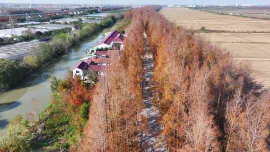 塘下公路  水杉林 秋天最美公路