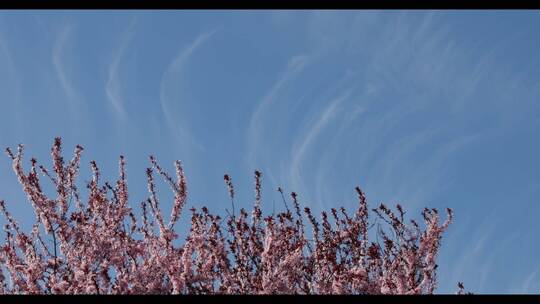 仰拍蓝天下的樱花树