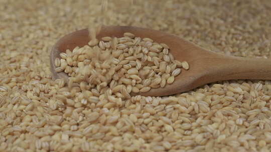 谷物 种子 小麦 作物 小麦特写