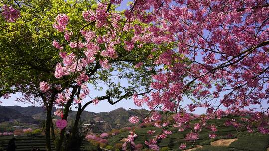 樱花树 茶园樱花美景 浪漫樱花茶园