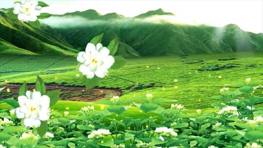 采茶茶花舞背景
