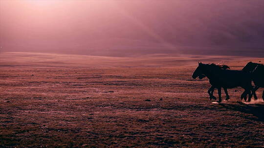新疆平原上牧民驱赶马群奔跑 扬起沙尘 中景