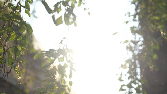 清晨的阳光撒在树叶上视频素材模板下载