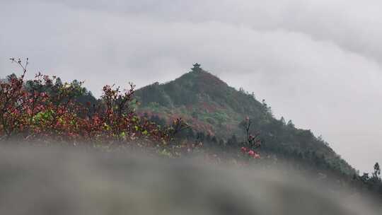 黔东南丹寨龙泉山杜娟花航拍