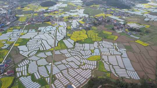 美丽乡村田园油菜花大棚种植蔬菜农场