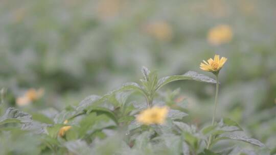 小花野花路边野花野菊花金鸡菊菊唯美风景视频素材模板下载