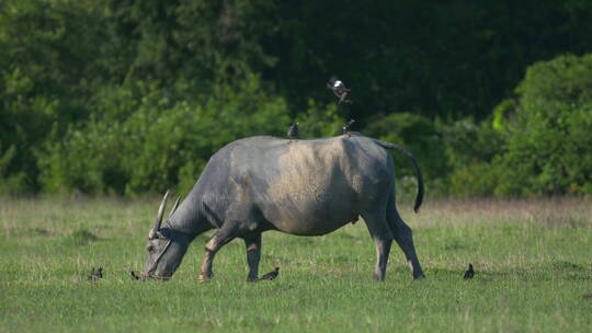 4k牛吃草 水牛黄牛动物农业自然生态草坪