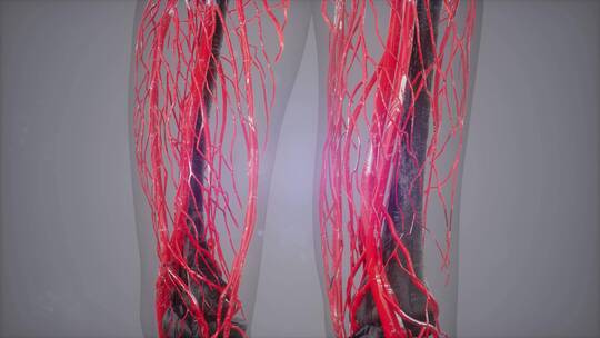 数字人体血管