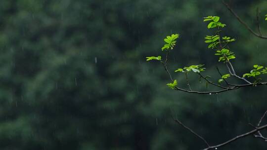 江南春天春雨雨滴绿色植物升格空镜