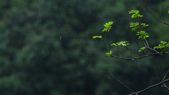 江南春天春雨雨滴绿色植物升格空镜视频素材模板下载