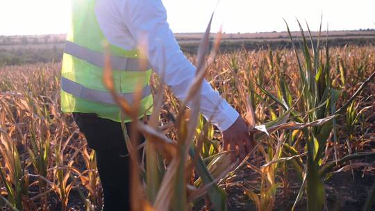 农学家对玉米干旱感到失望视频素材模板下载