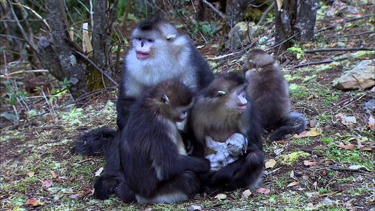滇金丝猴妈妈抱着自己的幼崽视频素材模板下载