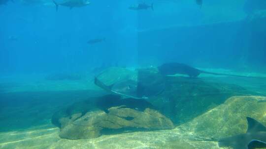 在水族馆游泳的射线鱼