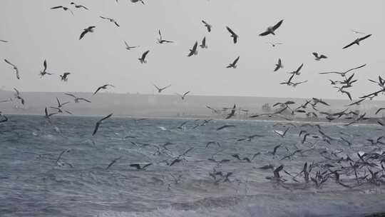 海边很多海鸥在起飞