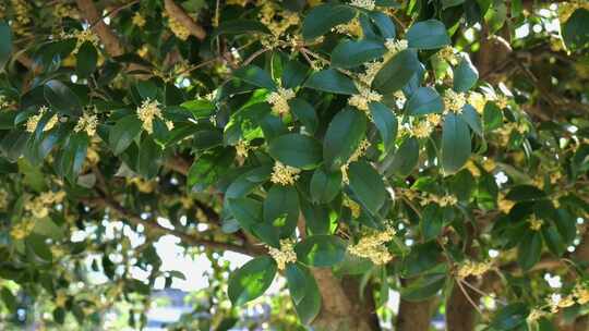 盛开的桂花枝叶特写