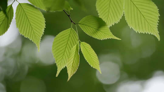 清新嫩绿树叶近景