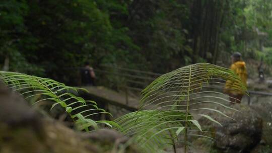 徒步旅行者走在森林里的木桥上