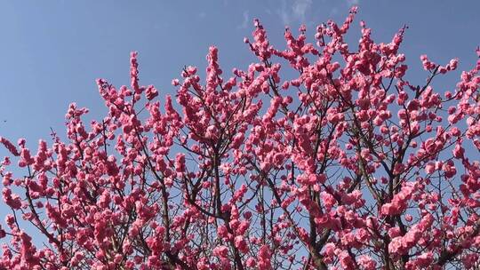 春季红色梅花景观