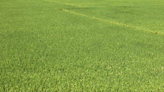 微风吹麦浪水稻穗大米粮食视频素材模板下载