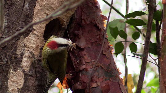 古巴绿啄木鸟吃昆虫