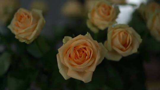 美丽温柔的米黄色玫瑰花束