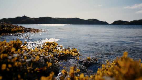 海，海藻，水，海岸