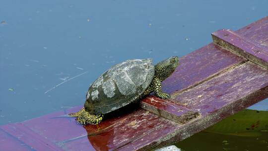 小乌龟在木板上慢慢爬