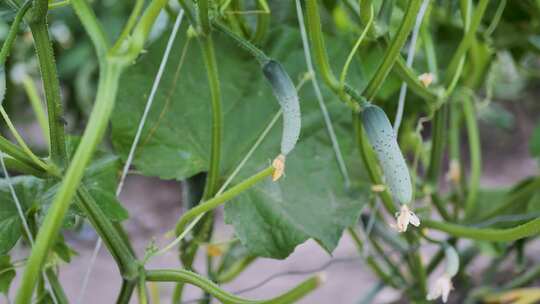 在植物上生长的小黄瓜。与植物一起工作，种植有机蔬菜。场景A。