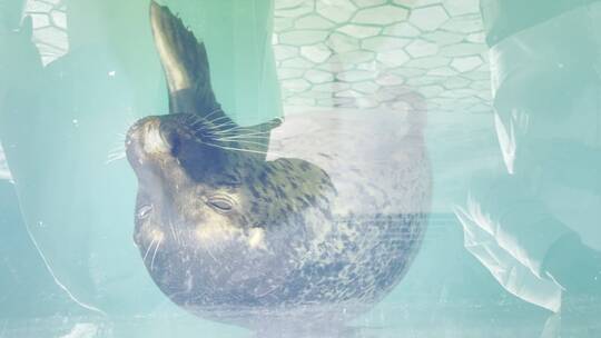 水族馆游客拍海豹互动海狗视频素材模板下载