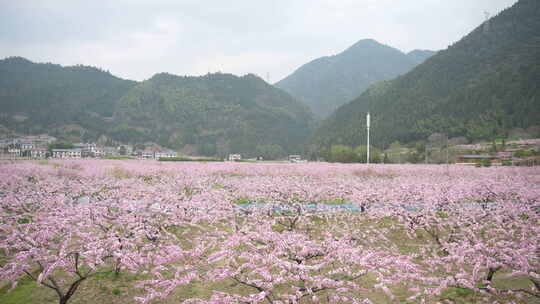 桃花盛开桃花源