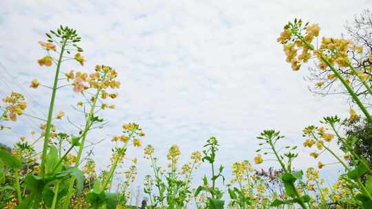 油菜花春天油菜花海油菜花田菜花花海