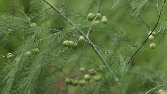 北方农村芦笋种植一组05