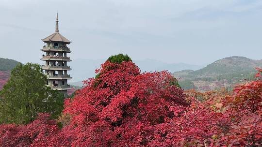 济南红叶谷景区，秋季满山红叶景观