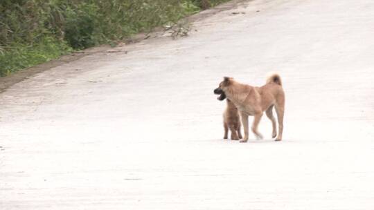 农村中华田园犬玩闹