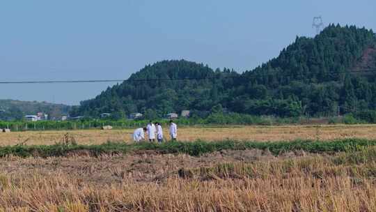 航拍天府粮仓农田农业耕地