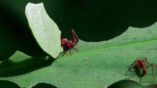 切叶蚁穿过一片叶子