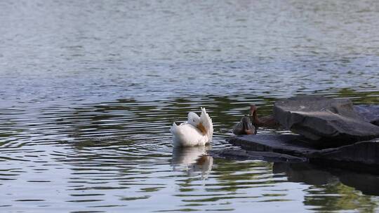 湖边戏水的鸭子