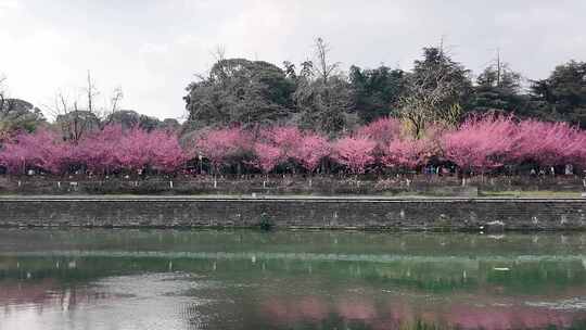 成都锦江河畔望江楼公园春日红梅花开风光