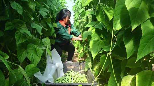 种植基地农民采收蔬菜