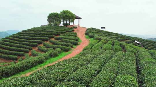 杭州龙坞西湖龙井茶园风景航拍