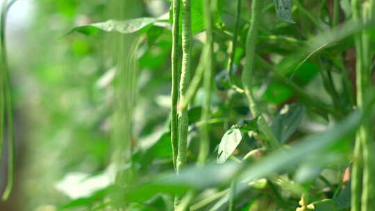 豇豆大棚种植