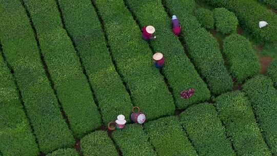 江南茶园茶山采茶工采茶茶园采茶